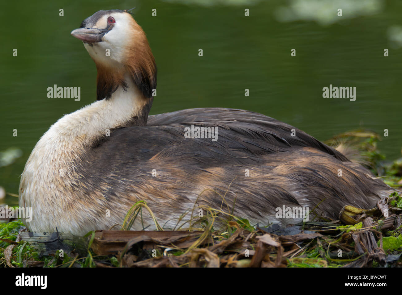 Great crested Grebe (Podiceps Cristatus) Nachschlagen auf Nest. Eleganter Wasservögel in der Familie Podicipedidae Verschachtelung auf See an der Bucht von Cardiff, Wales, UK Stockfoto