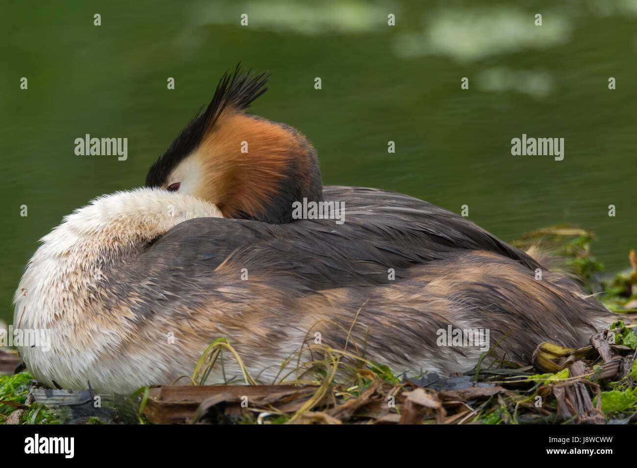 Great crested Grebe (Podiceps Cristatus) am Nest. Eleganter Wasservögel in der Familie Podicipedidae Verschachtelung auf See an der Bucht von Cardiff, Wales, UK Stockfoto