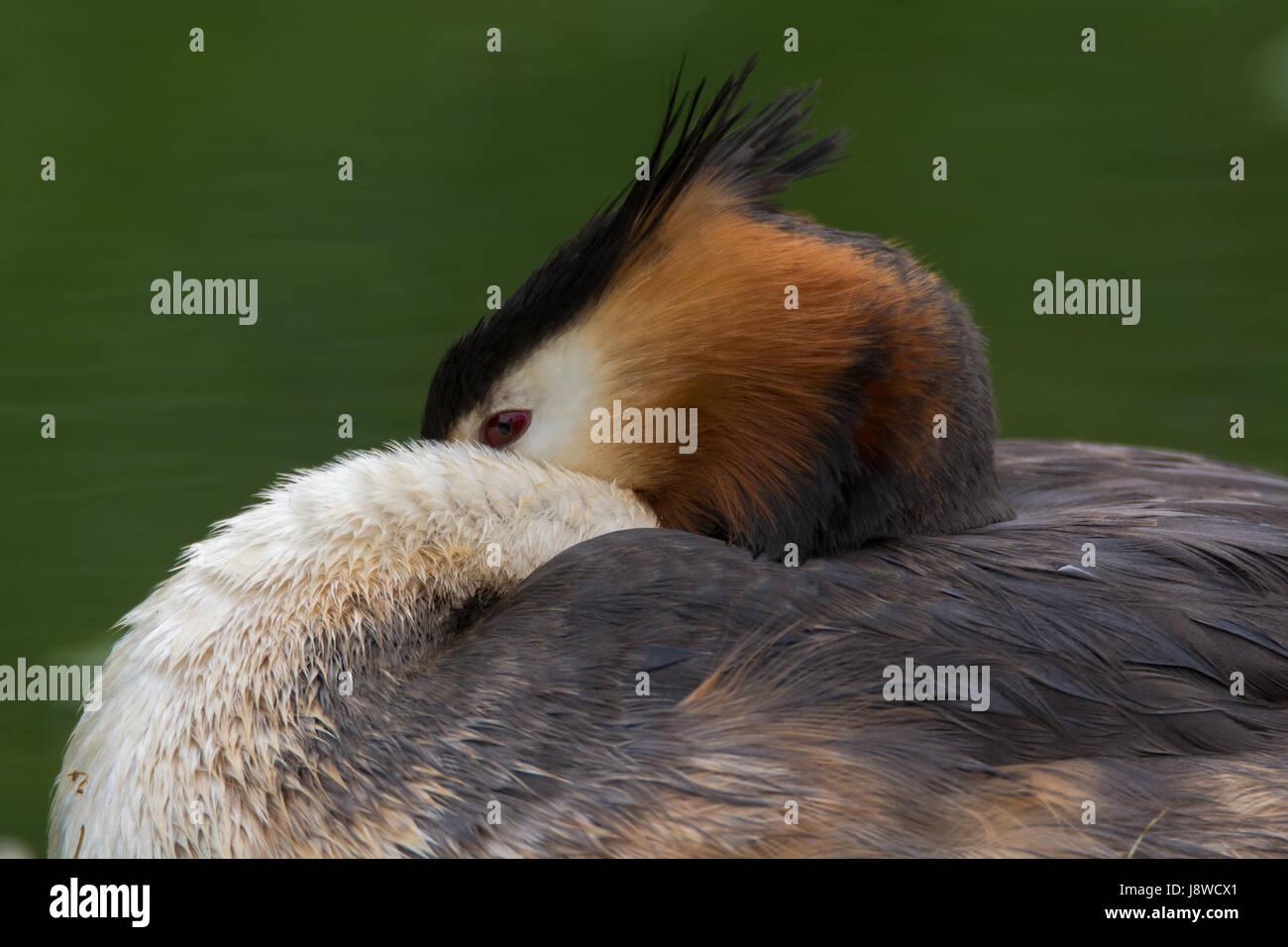 Great crested Grebe (Podiceps Cristatus) am Nest hautnah. Eleganter Wasservögel in der Familie Podicipedidae Verschachtelung auf See an der Bucht von Cardiff, Wales, UK Stockfoto