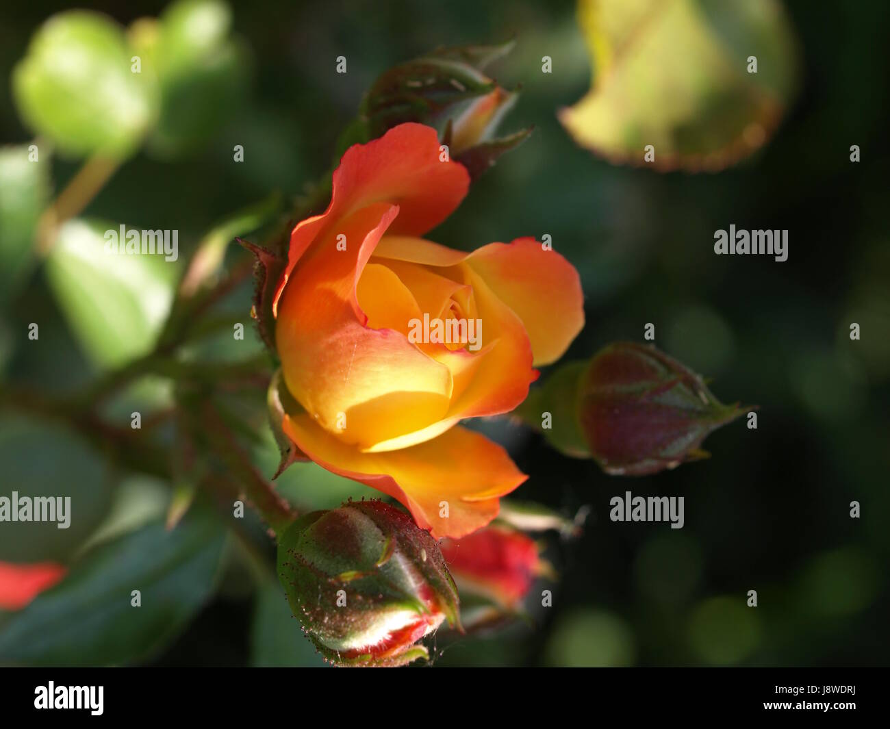 Garten, Blume, Blumen, Pflanzen, Rosen, Rosenblüte, Gärten, Rambler Rose, Bett Stockfoto