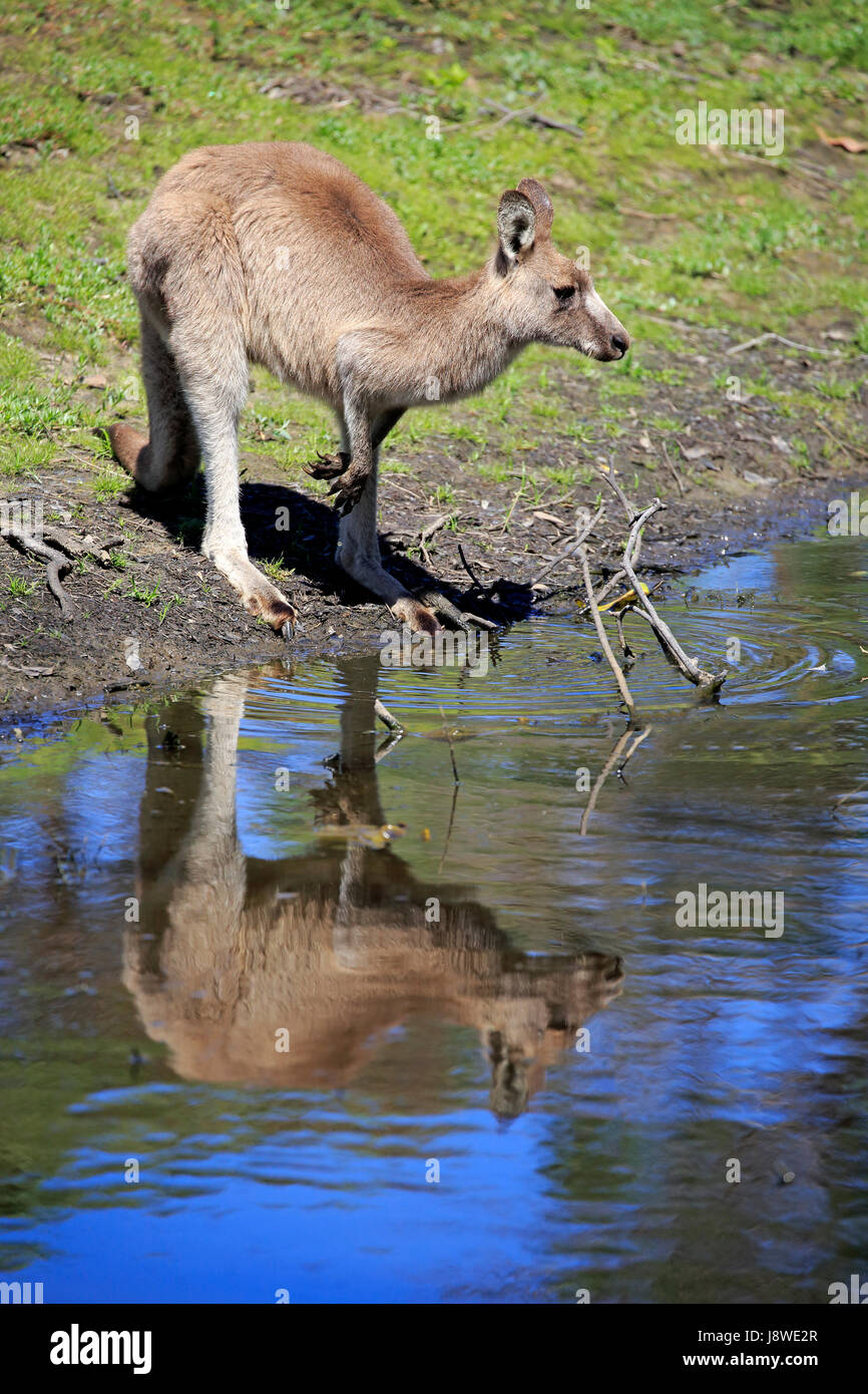 Östlichen Grau Känguru, (Macropus Giganteus), Erwachsene im Wasser, Merry Strand Murramarang National Park, New-South.Wales, Australien Stockfoto