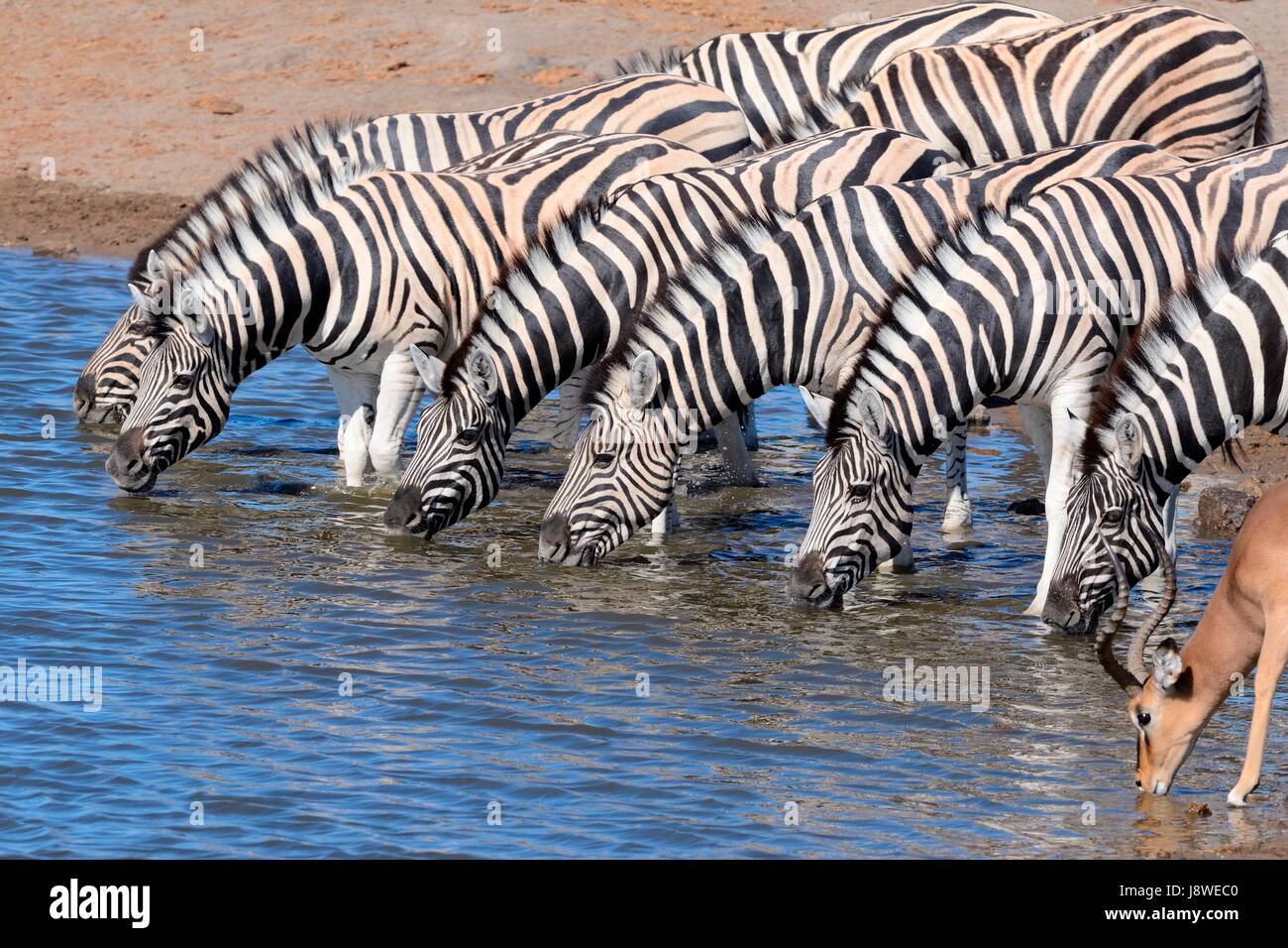 Herde von Burchell Zebras (Equus Quagga Burchellii) und Black-faced Impala (Aepyceros Melampus Petersi), trinken am Wasserloch Stockfoto