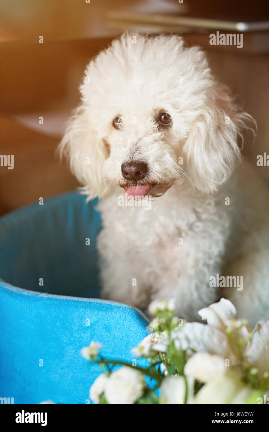 Lustigen Pudelhund mit Zunge heraus sitzen im Wohnzimmer Stockfoto
