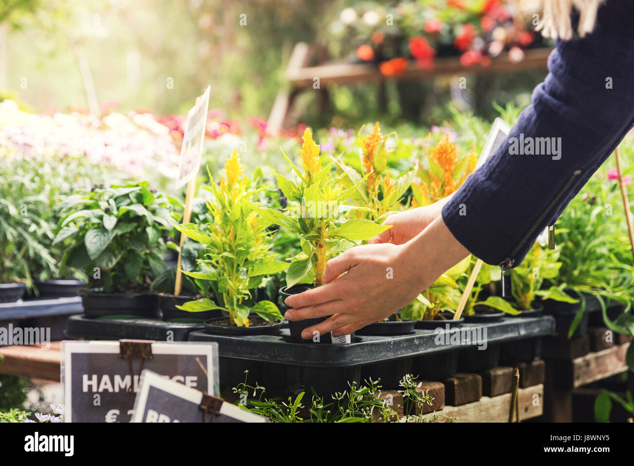 Frau pick Blumentopf in Gartenpflanze Kinderzimmer Shop Stockfoto