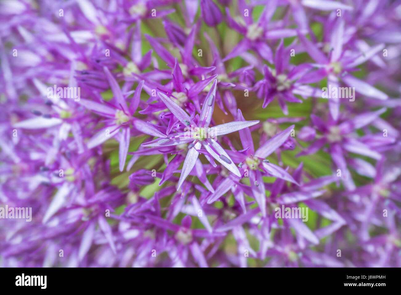 Lila Allium Blumenzwiebeln Blume Hintergrund hautnah Stockfoto