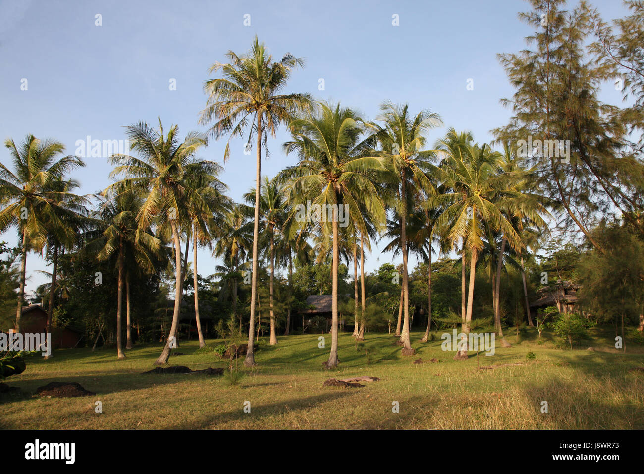 Urlaub, Urlaub, Ferien, Urlaub, Erholung, Viet Nam, Vietnam, Cocos, Stockfoto