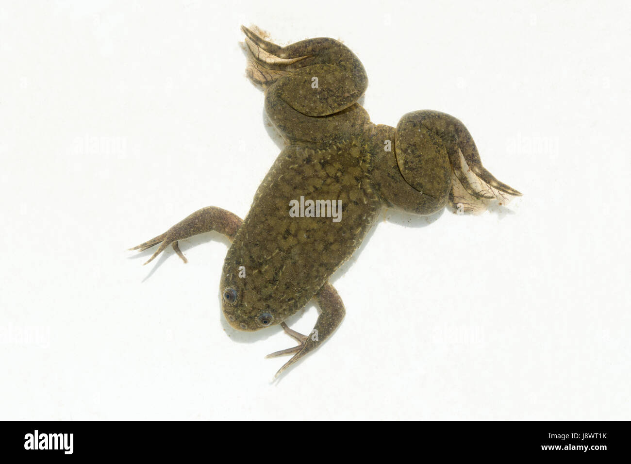 Afrikanischer Krallenfrosch Frosch Xenopus Laevis. Dorsale Ansicht. Unter Wasser. Aquatische. Stockfoto
