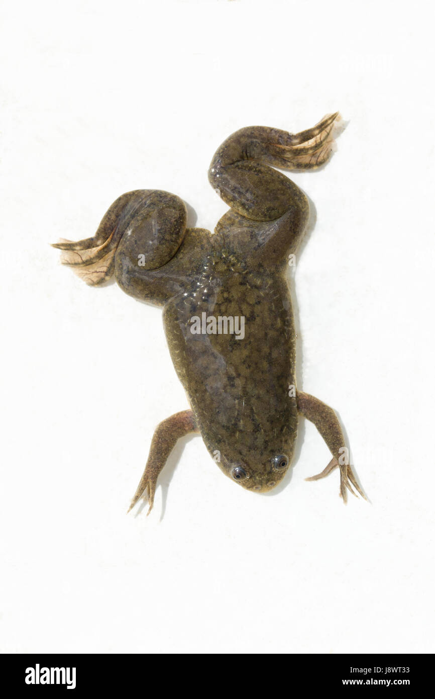 Afrikanischer Krallenfrosch Frosch Xenopus Laevis. Dorsale Ansicht. Unter Wasser. Aquatische. Stockfoto