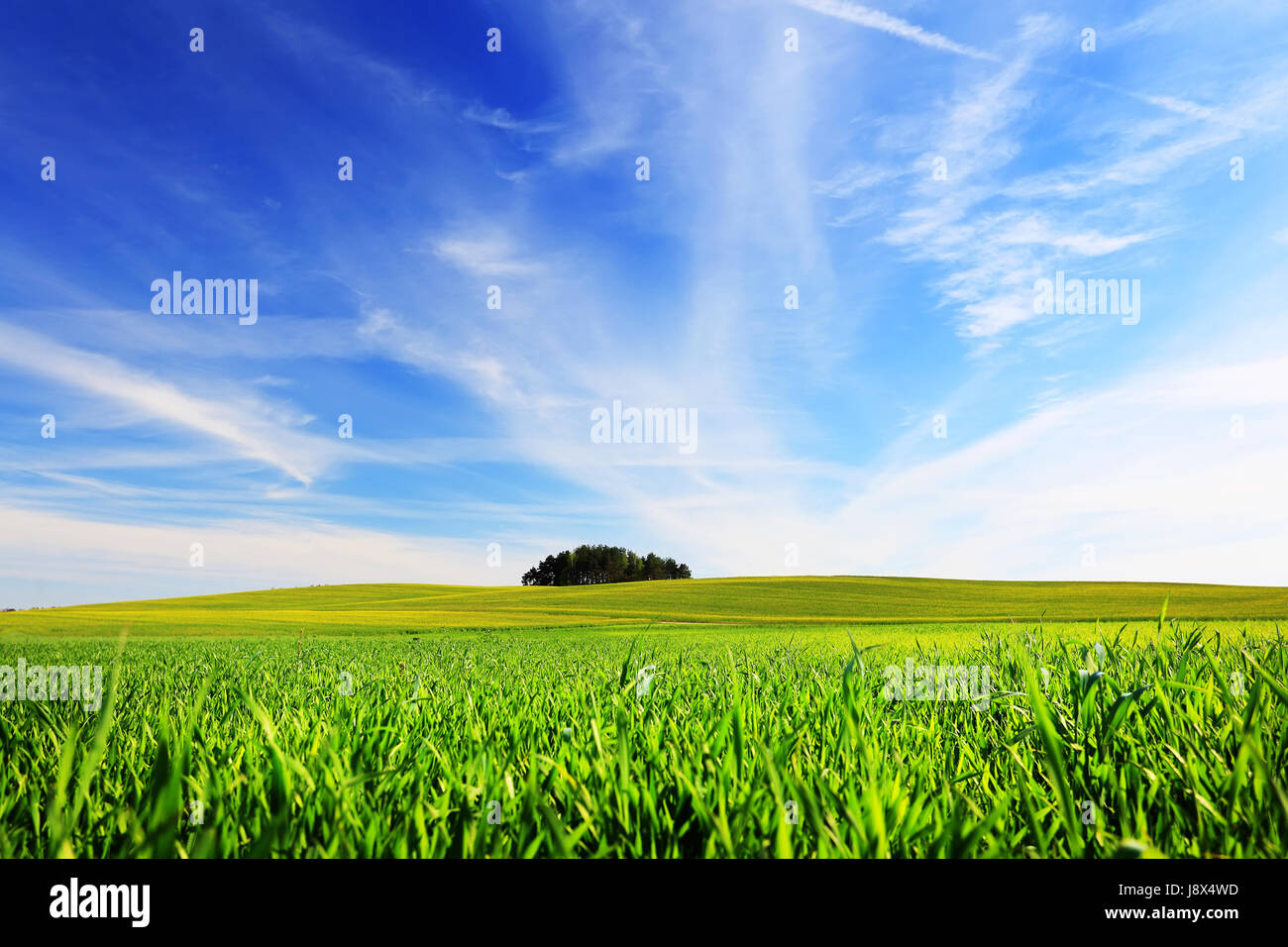 Grünen Wiese des Weizens an einem sonnigen Tag. Blauer Himmel mit weißen Wolken im Sommer. Sommer natürlichen Hintergrund. Stockfoto