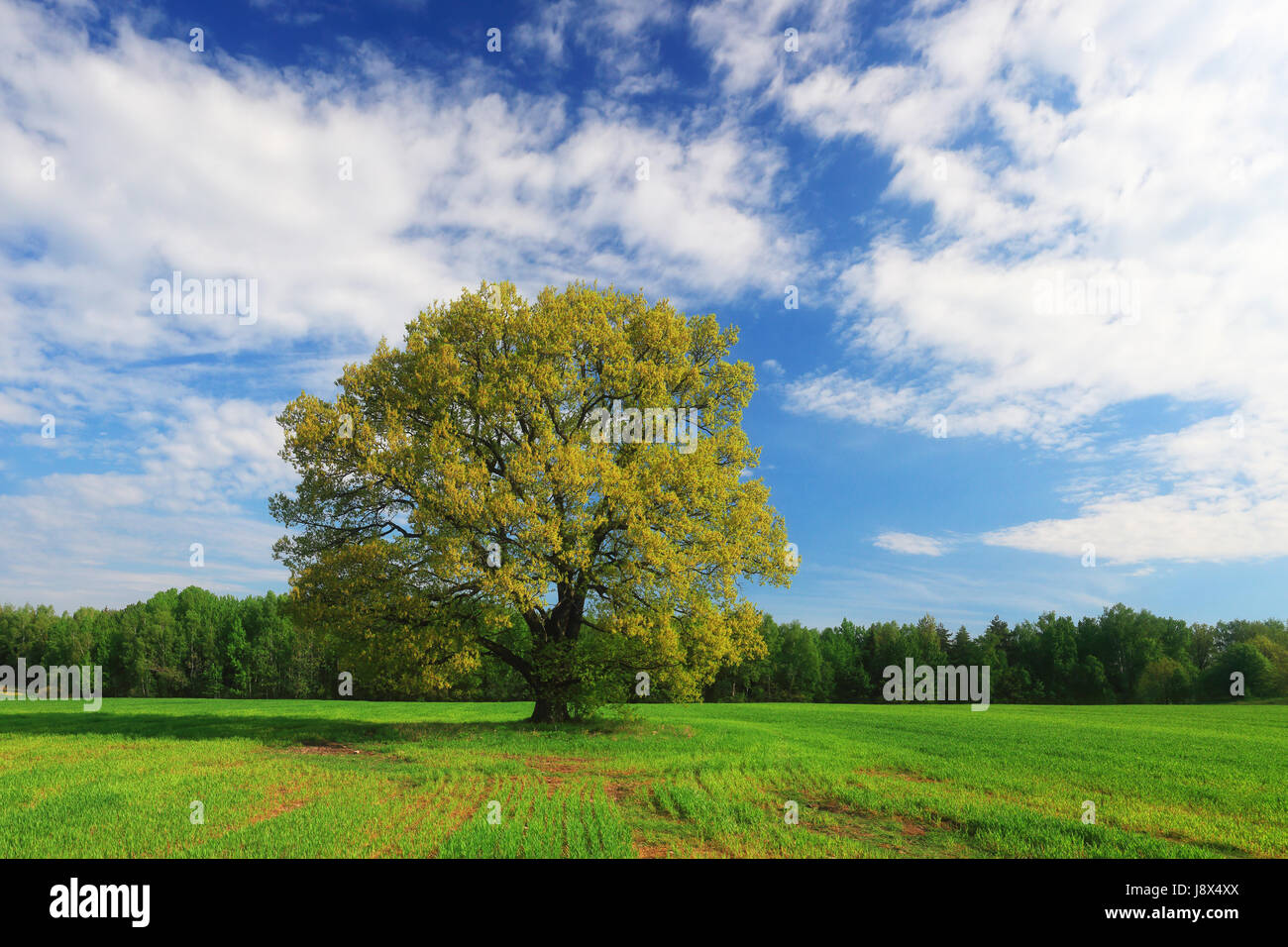 Grüne Eiche auf blauen Himmelshintergrund. Lebendige Sommerlandschaft Tag. Stockfoto