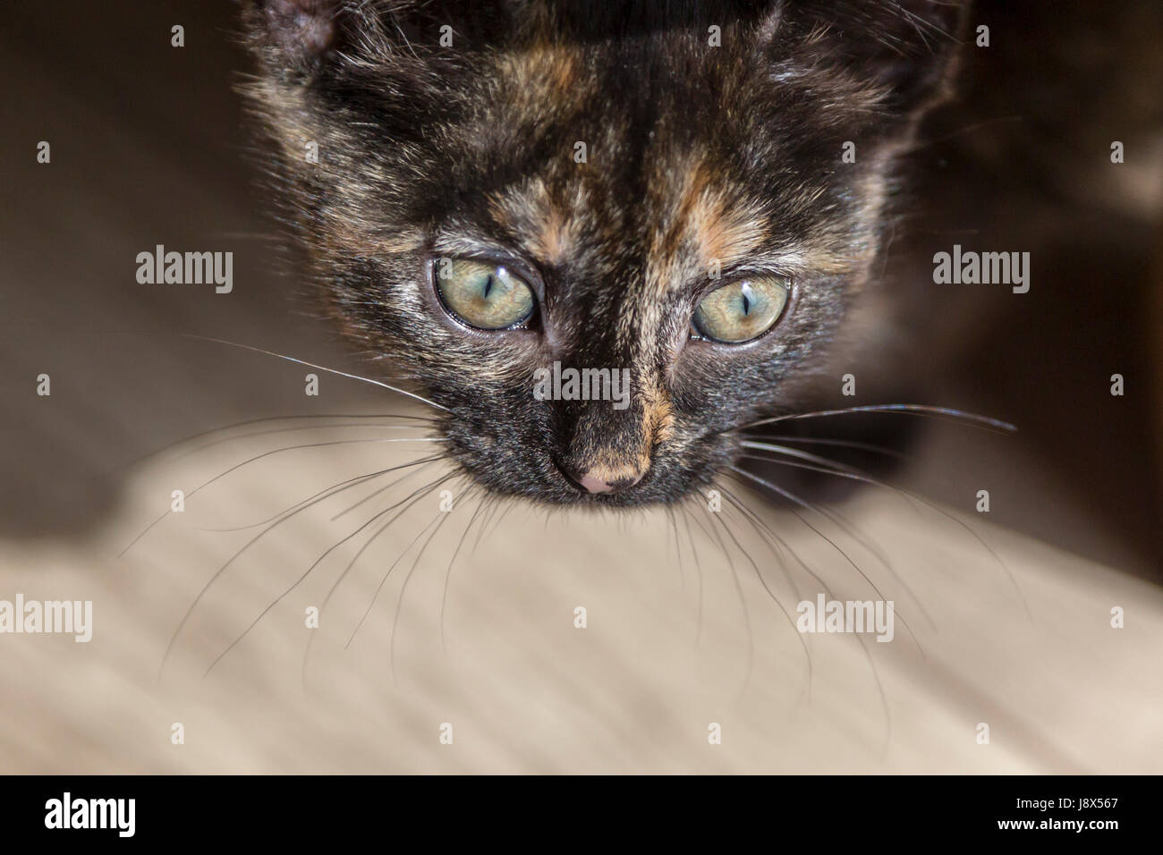 Süße 10 Wochen alte Tabby Kätzchen spielen, Stockfoto