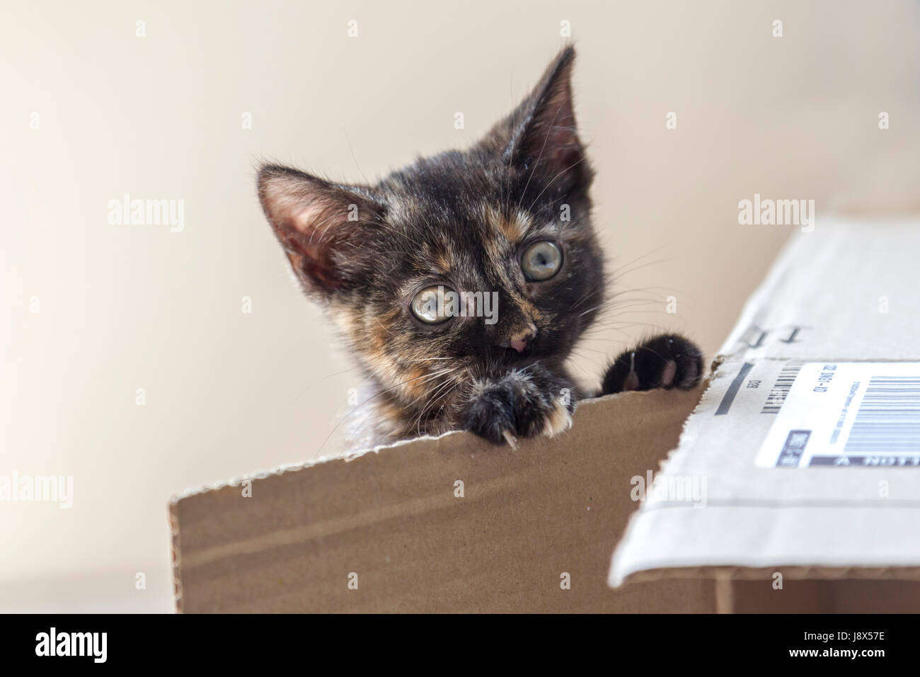 Süße 10 Wochen alte Tabby Kätzchen spielen, Stockfoto