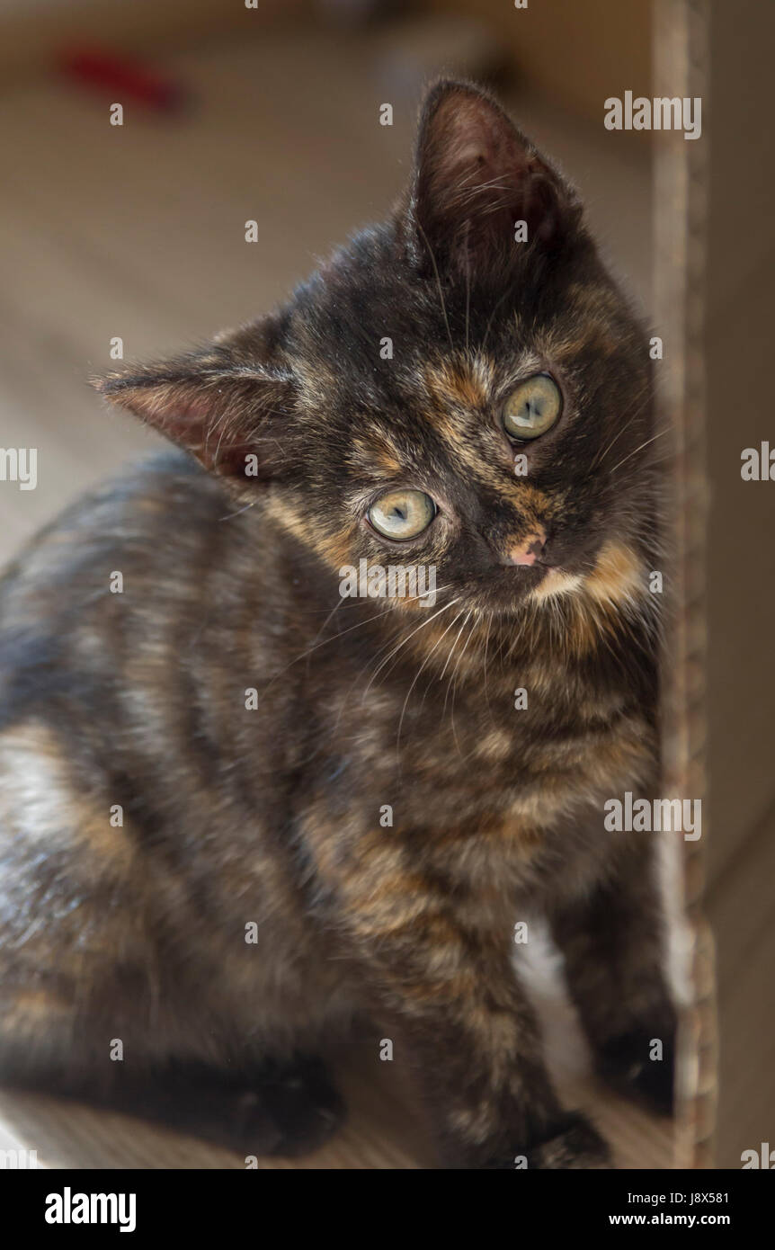 Süße 10 Wochen alte Tabby Kätzchen spielen, Stockfoto