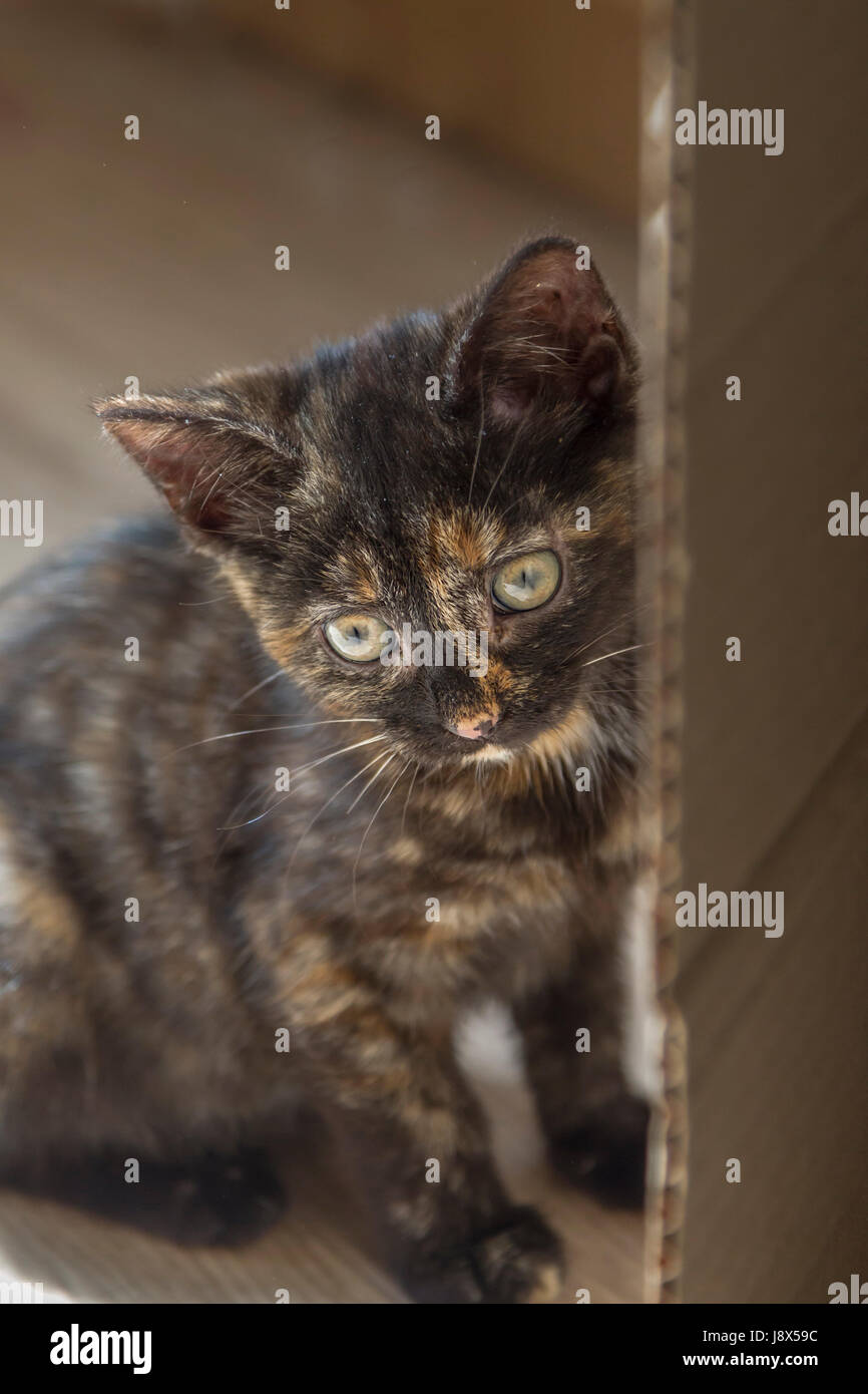 Süße 10 Wochen alte Tabby Kätzchen spielen, Stockfoto