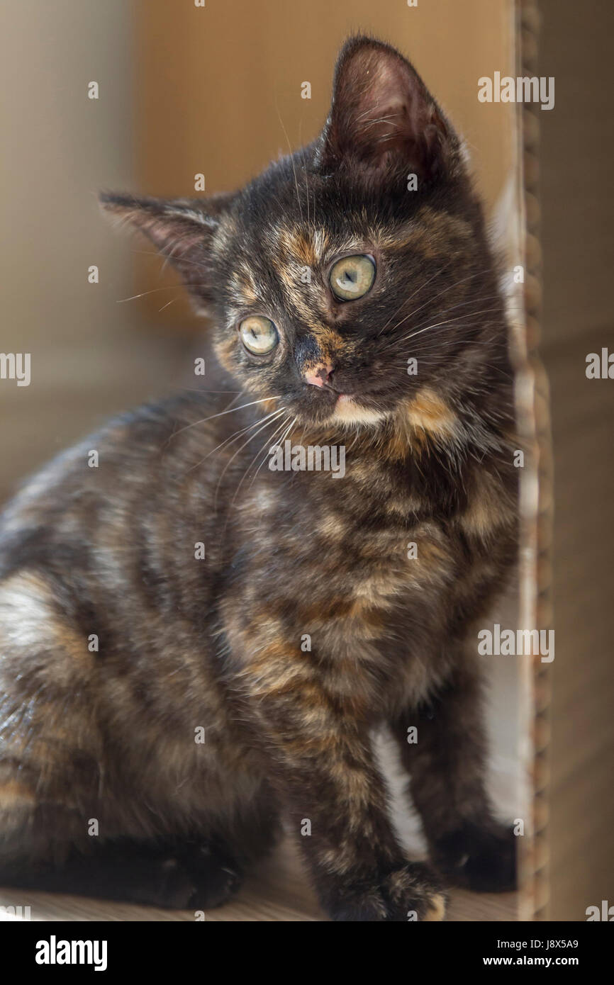 Süße 10 Wochen alte Tabby Kätzchen spielen, Stockfoto