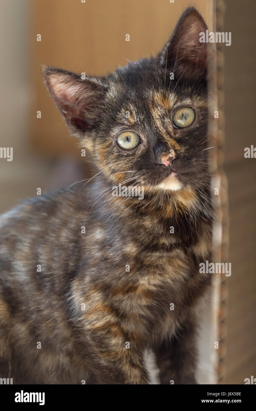 Süße 10 Wochen alte Tabby Kätzchen spielen, Stockfoto