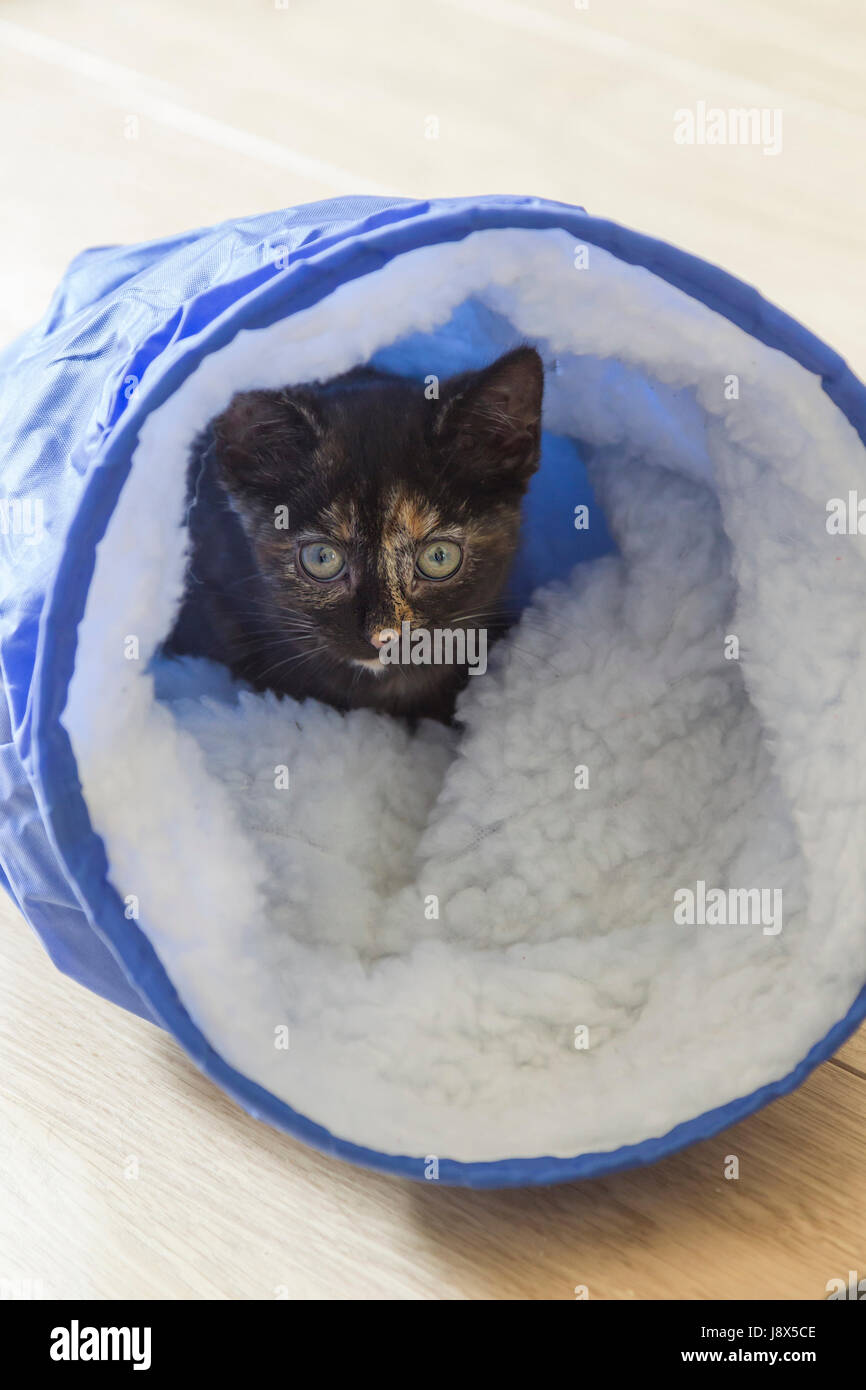 Süße 10 Wochen alte Tabby Kätzchen spielen, Stockfoto