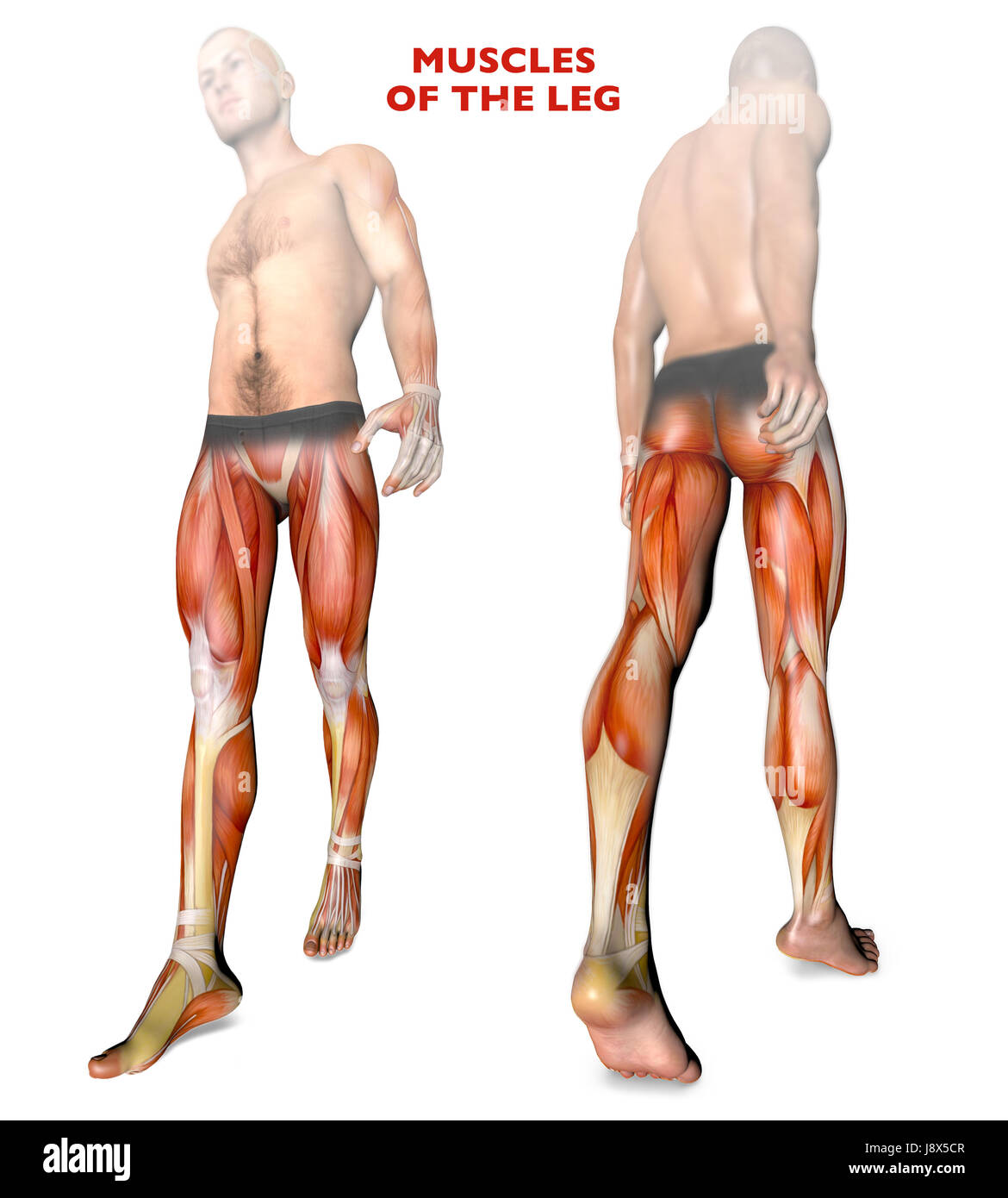 Beinmuskulatur, menschliche Körper, Anatomie, Muskulatur. 3D-Rendering Stockfoto