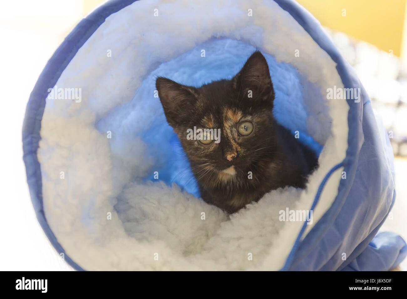 Süße 10 Wochen alte Tabby Kätzchen spielen, Stockfoto