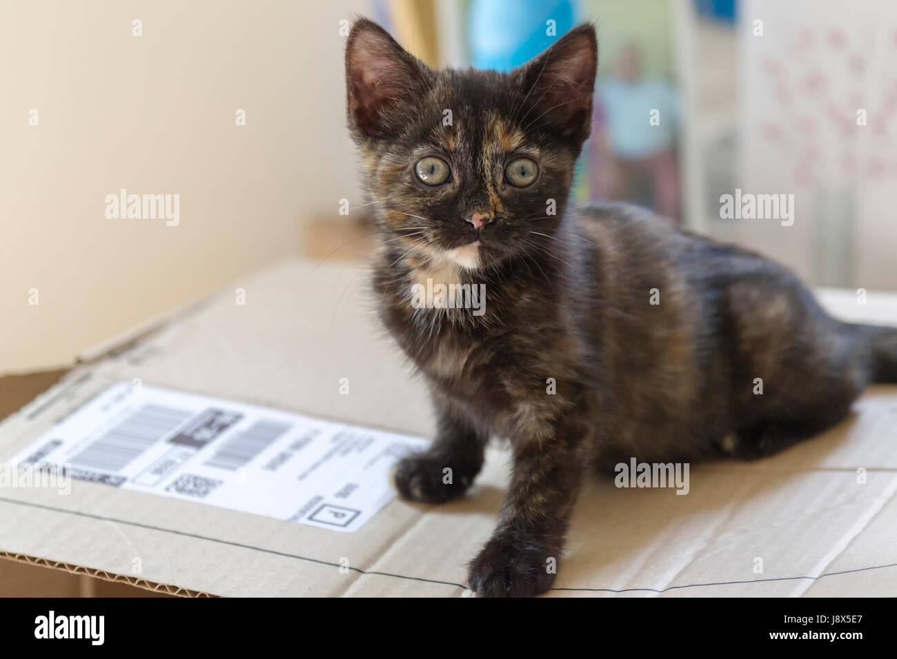 Süße 10 Wochen alte Tabby Kätzchen spielen, Stockfoto