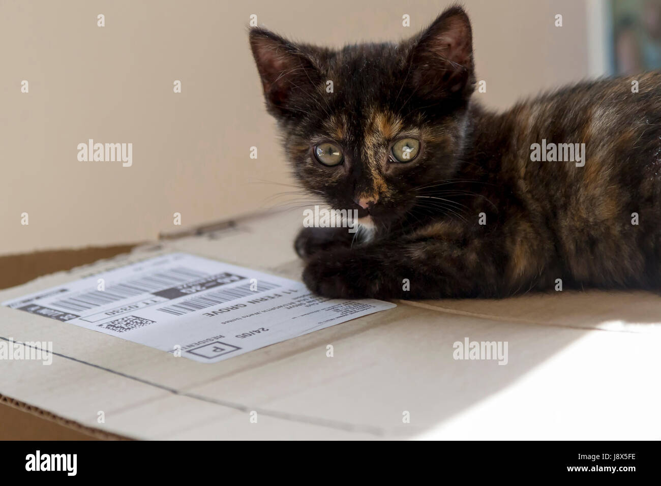 Süße 10 Wochen alte Tabby Kätzchen spielen, Stockfoto