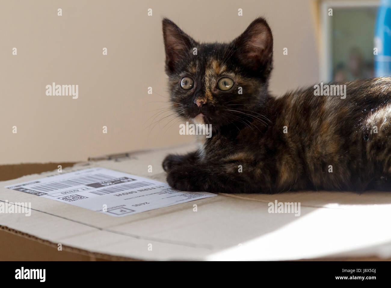 Süße 10 Wochen alte Tabby Kätzchen spielen, Stockfoto