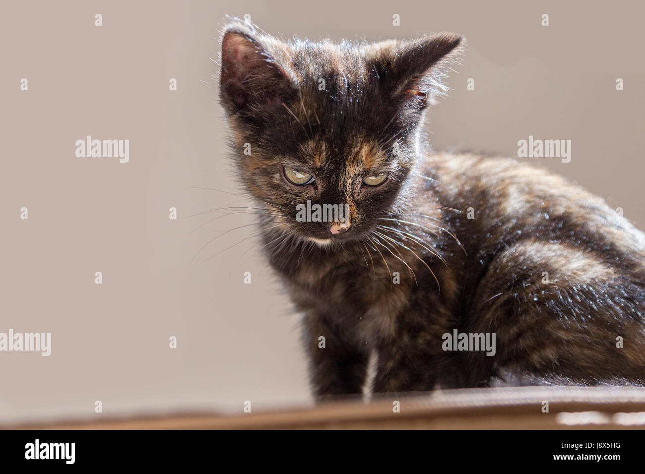 Süße 10 Wochen alte Tabby Kätzchen spielen, Stockfoto