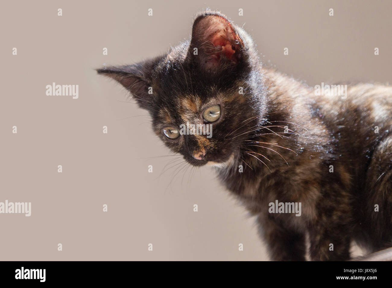 Süße 10 Wochen alte Tabby Kätzchen spielen, Stockfoto