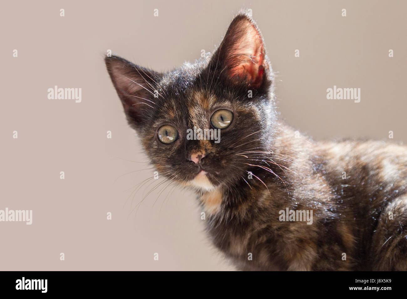 Süße 10 Wochen alte Tabby Kätzchen spielen, Stockfoto