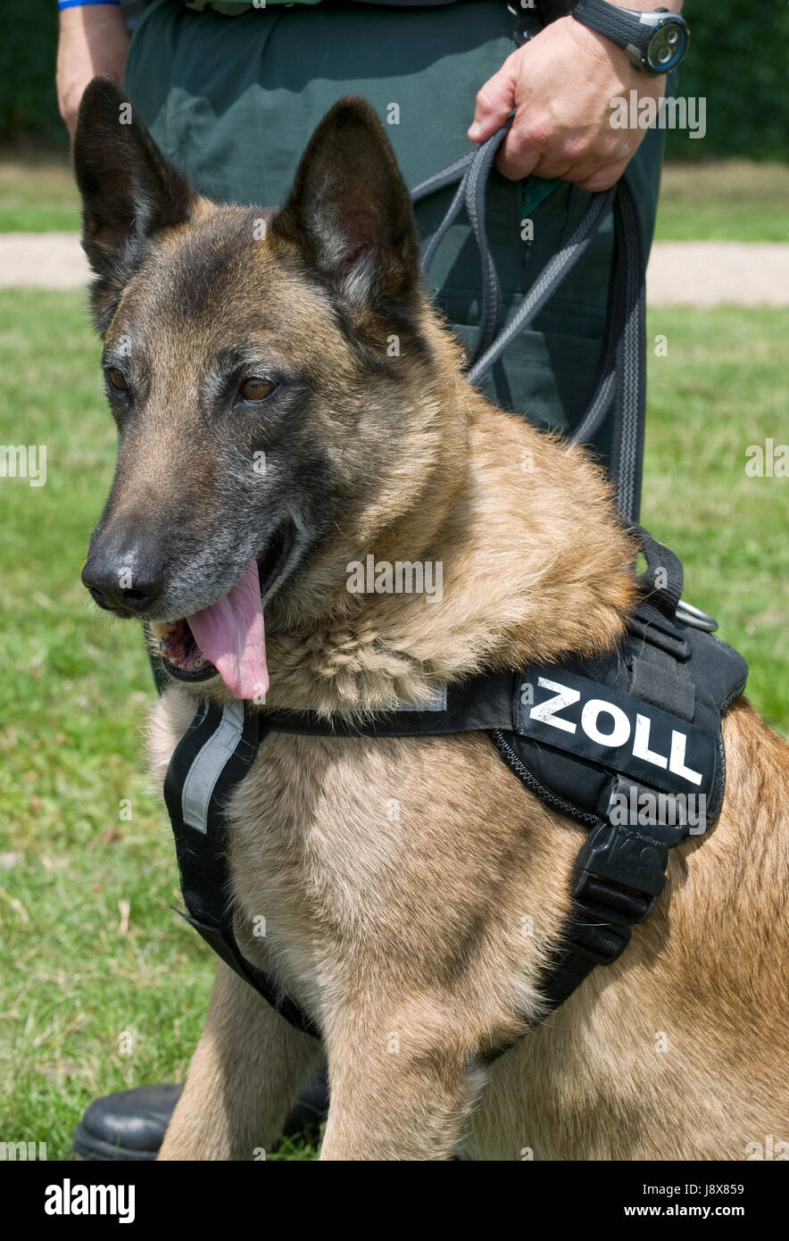 ZollHund Stockfotografie Alamy