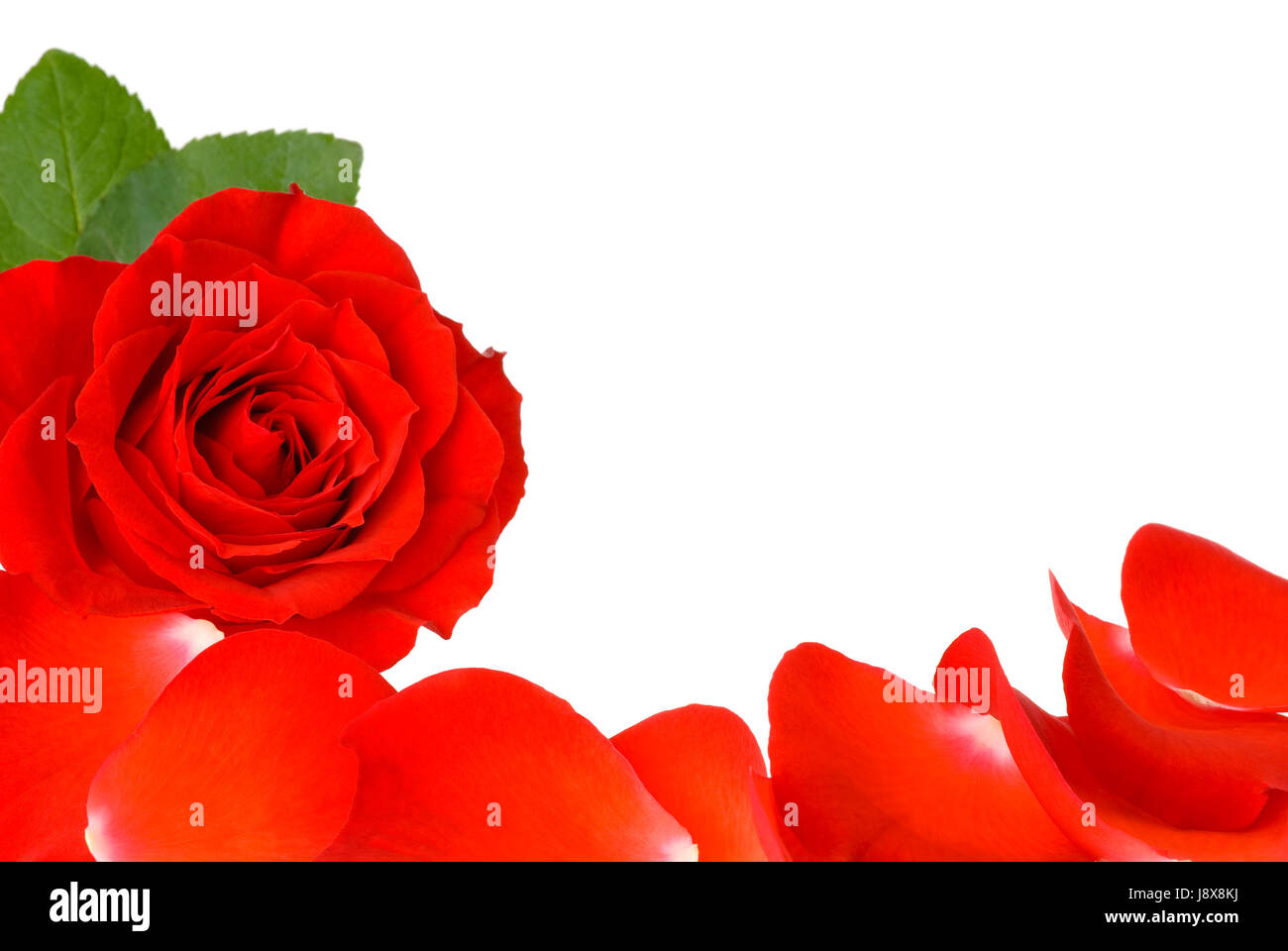 Blume, Rose, Pflanze, Blumen, Muttertag, Blütenblätter, Valentinstag, Hintergrund, Stockfoto