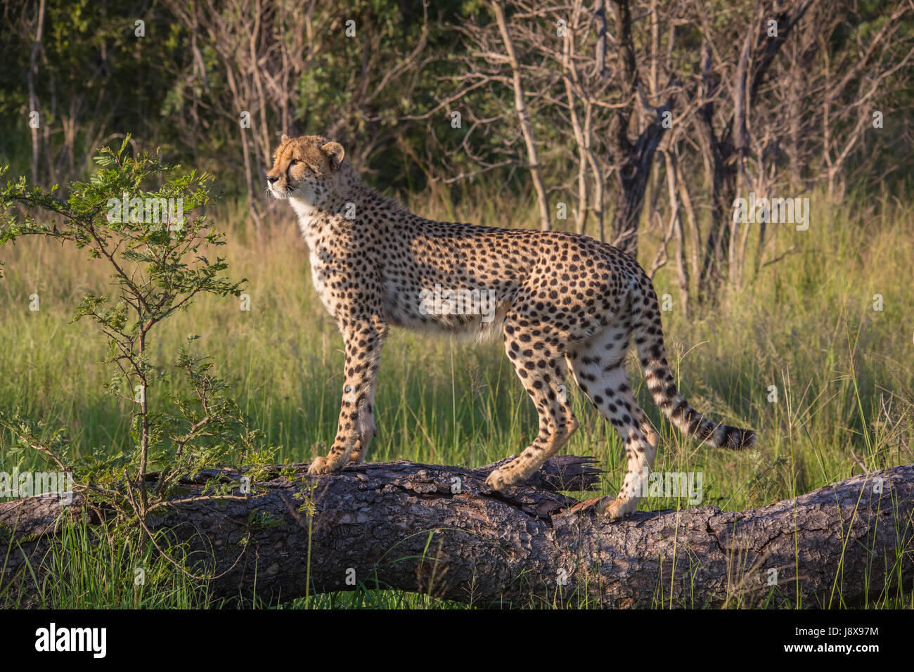 Südafrika - Januar 15: Morgen Game Drive Safari im Mkuze Falls Game Reserve Stockfoto