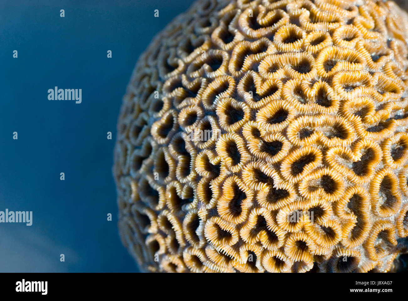 Riff, Marine, Marine, Koralle, blau, Riff, Marine, Marine, Polyp, Wasser, Wasser, Stockfoto