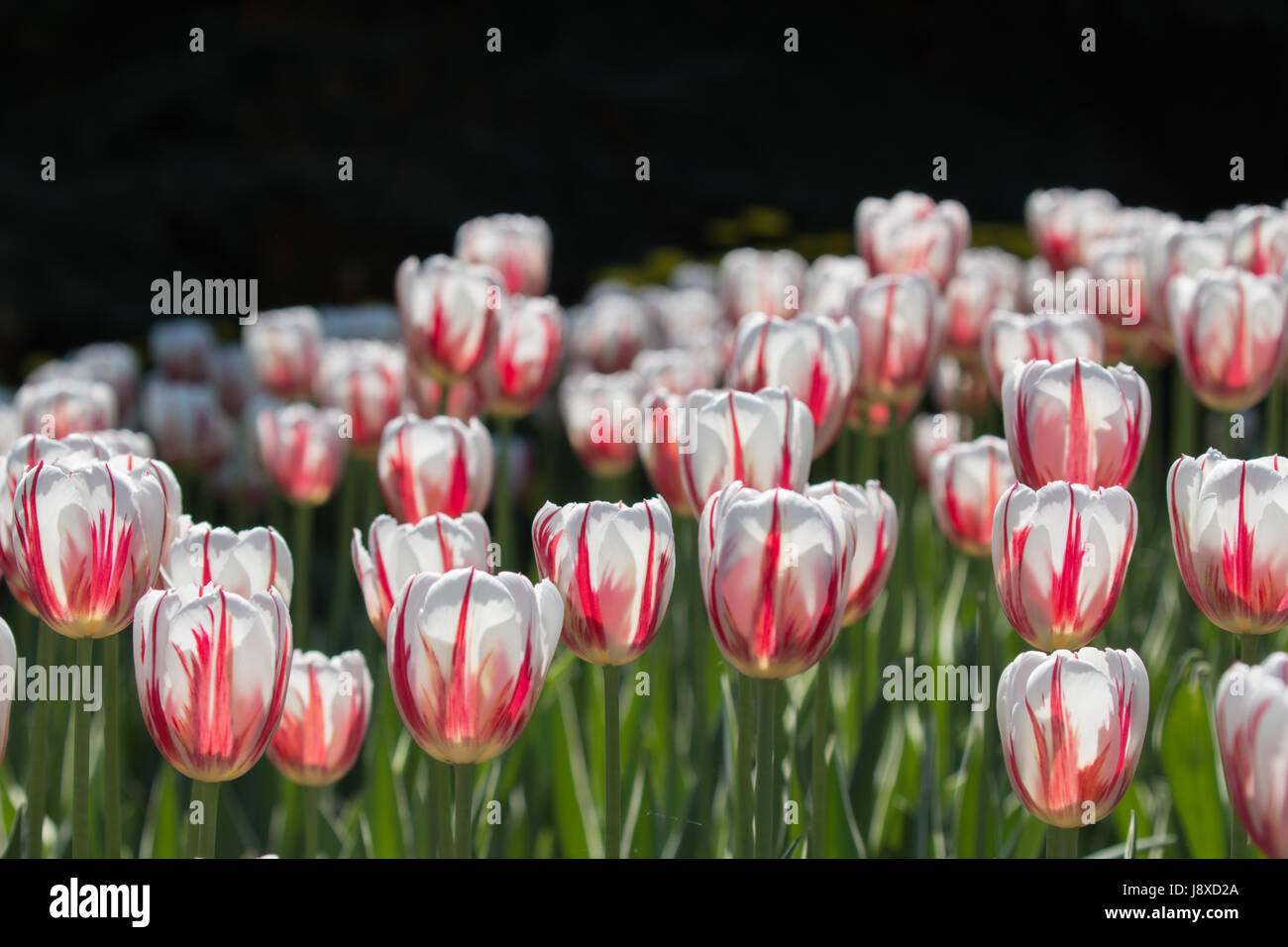 Kanada 150 Tulpen Stockfoto