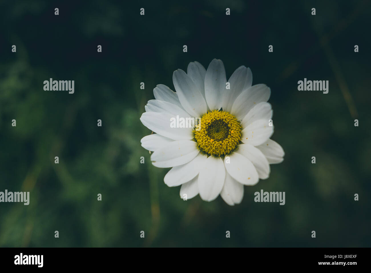 Close up Portrait of African Daisy Blume in Irland. Stockfoto