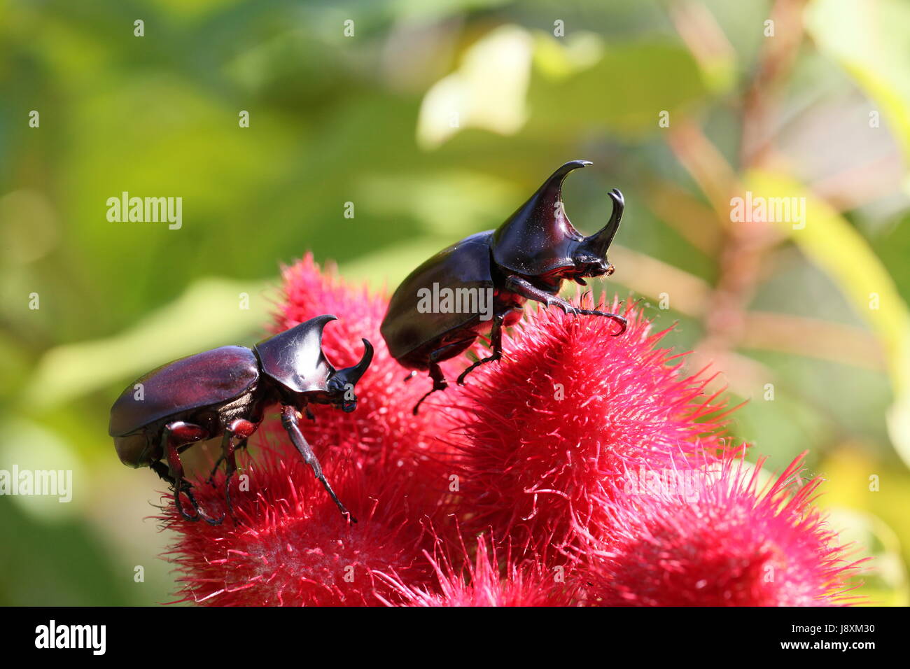 Thailand, Vietnam, Vietnam, Asien, Thailand, Vietnam, Vietnam, natürliche Farbe, Stockfoto