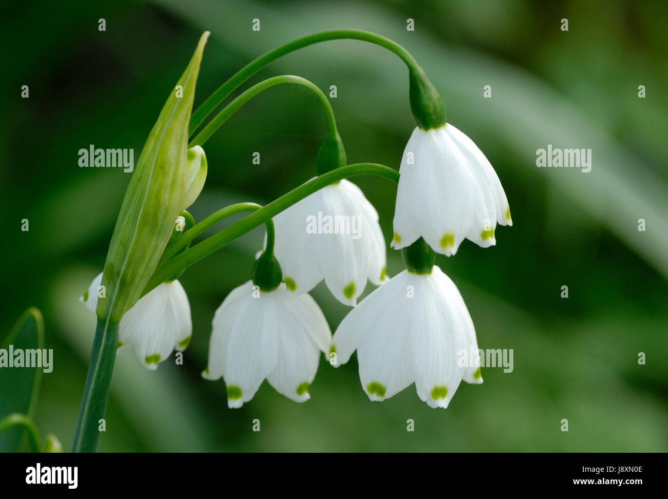 Blume, Pflanzen, Frühling, Schneeglöckchen, Winter, Blume, Pflanze, Blüte, Blüte, Stockfoto