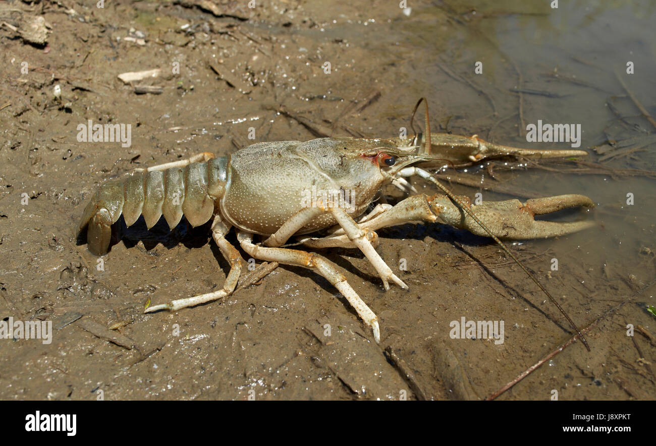 Tier, Donau, Krabben, Krebse, Wasser, Natur, Restaurant, Essen, Nahrung, groß, Stockfoto