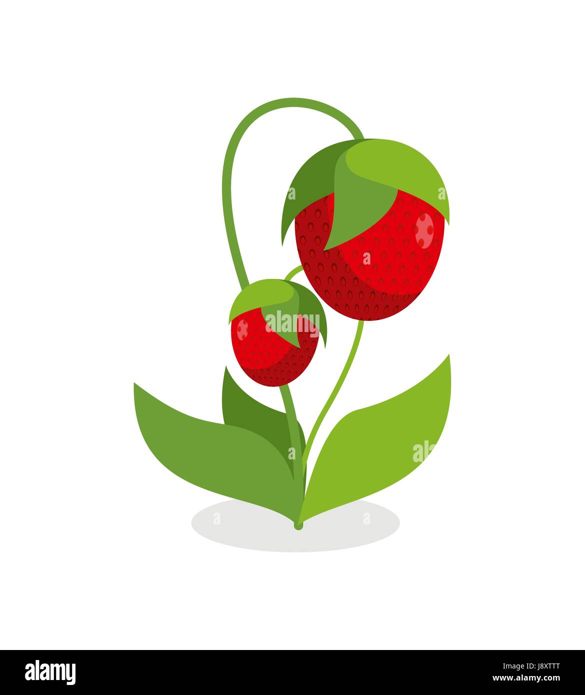 Rote Erdbeeren mit grünen Stielen. Saftige Beere mit Blättern auf einem weißen Hintergrund. Vektor-Illustration eines Gartens Frucht. Stock Vektor