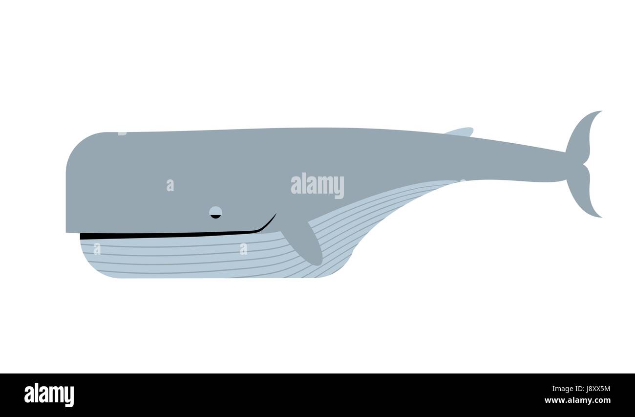Blauwal weißen Hintergrund. Vektor-Illustration von Meerestieren. Größte Meeres-Tier Stock Vektor