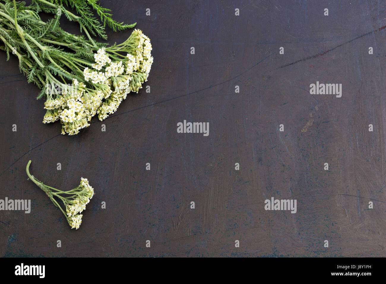 Schafgarbe Blumen auf einem dunklen Tisch Stockfoto