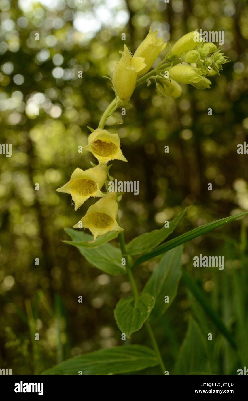 Gelber Fingerhut Blumen. Die Pflanze gehört zur Gattung Digitalis, die ist eine wichtige Ressource für die pharmazeutische Industrie. Stockfoto
