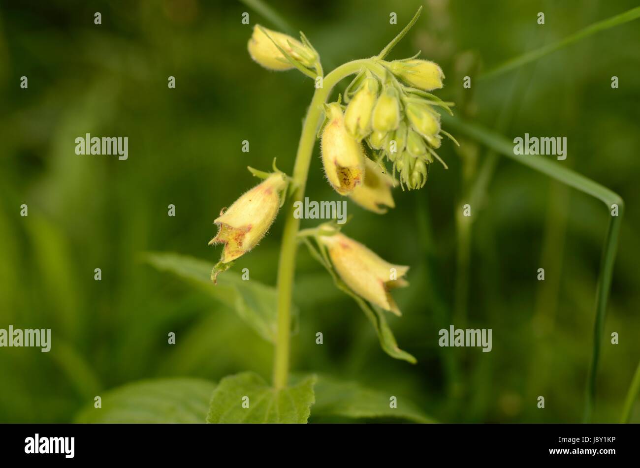 Gelber Fingerhut Blumen. Die Pflanze gehört zur Gattung Digitalis, die ist eine wichtige Ressource für die pharmazeutische Industrie. Stockfoto