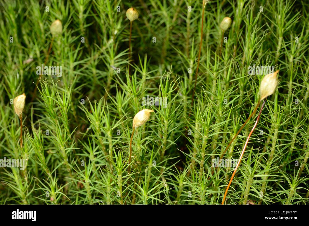 Ein grünes Moos Pflanze, vielleicht Sphagnum Stockfoto