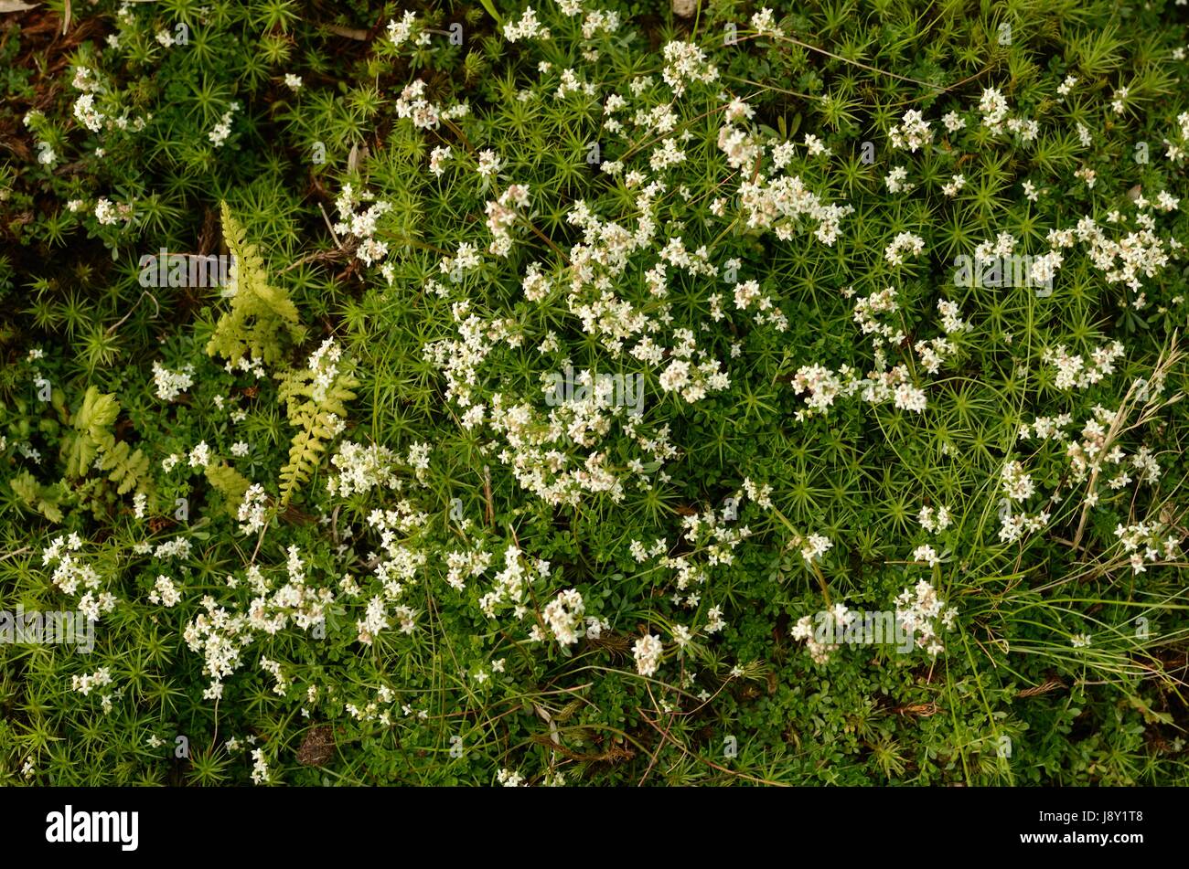 Blühende Berg 'Tundra' mit Farnen Stockfoto