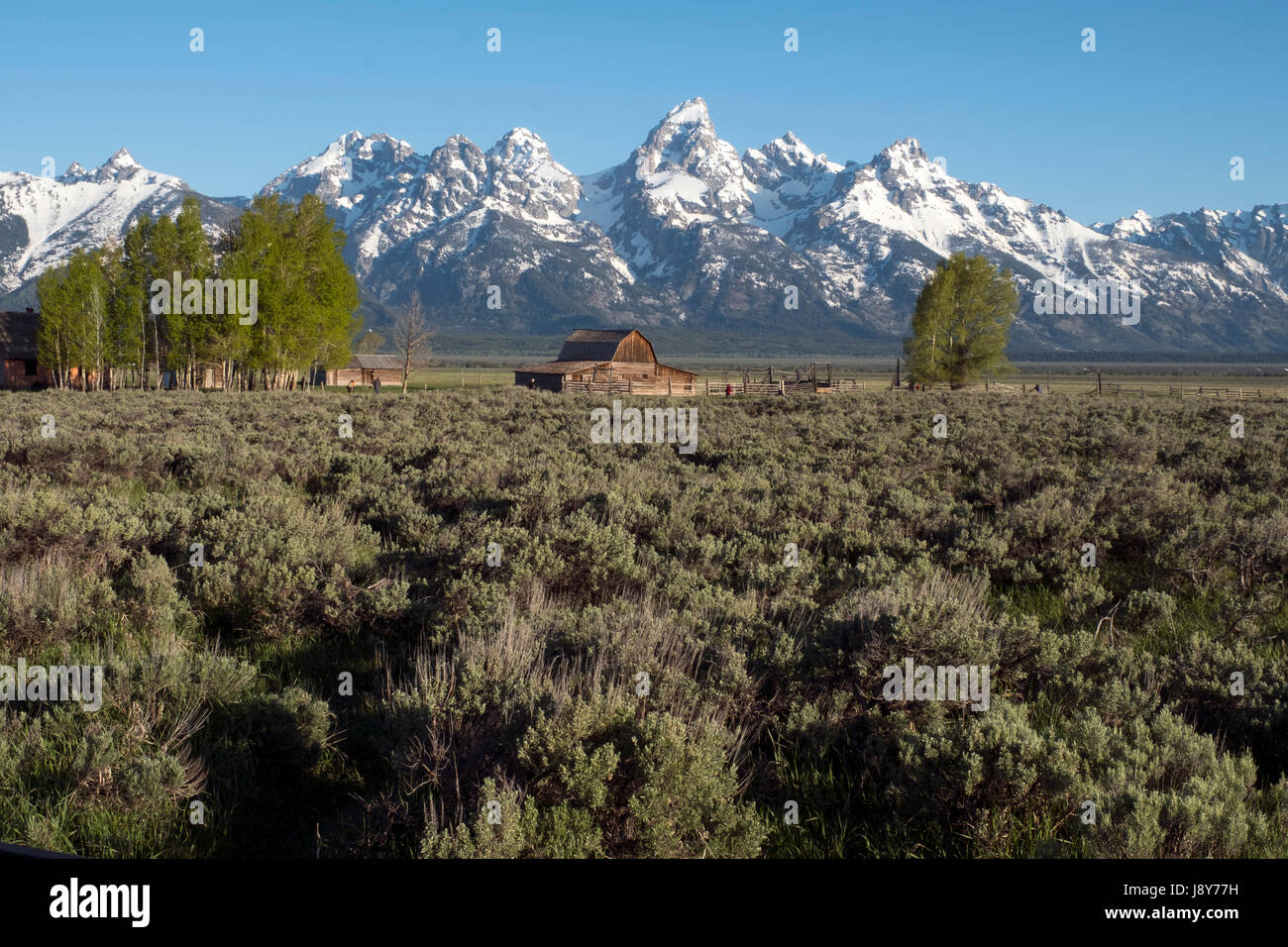 Die schneebedeckte Teton Mountains oberhalb der Moulton Scheune auf Mormone Zeile im Grand-Teton-Nationalpark, Wyoming Stockfoto