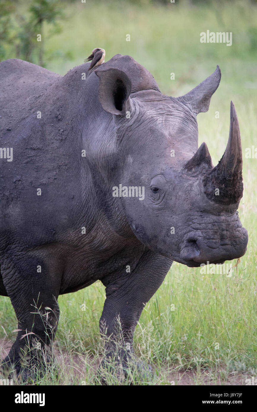 Spitzmaul-Nashorn im Sabi Sand Reserve Stockfoto