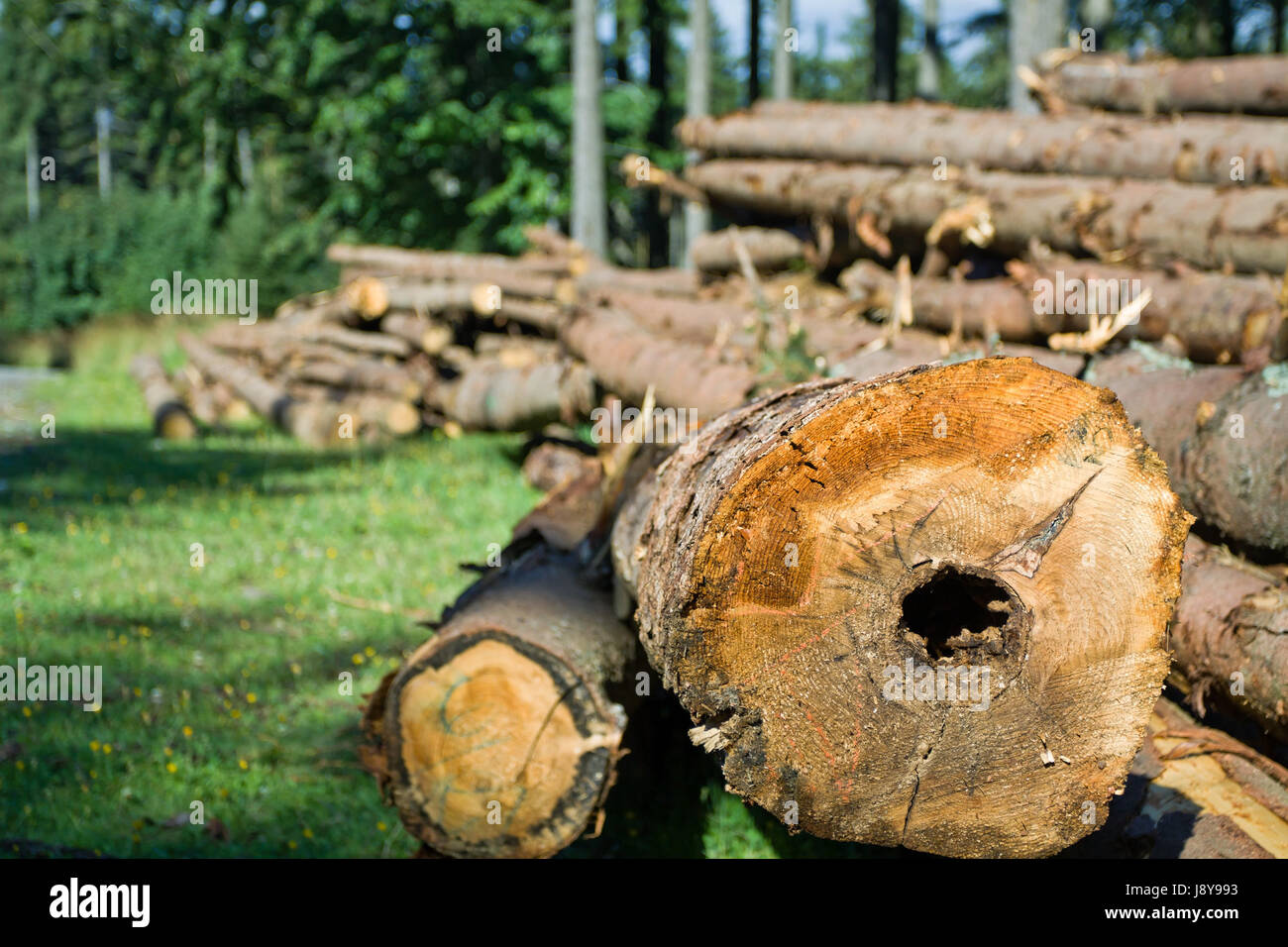 Baum, Forstwirtschaft, Industrie, Wald, Abholzung der Wälder abholzen, Wald, Umwelt, Stockfoto