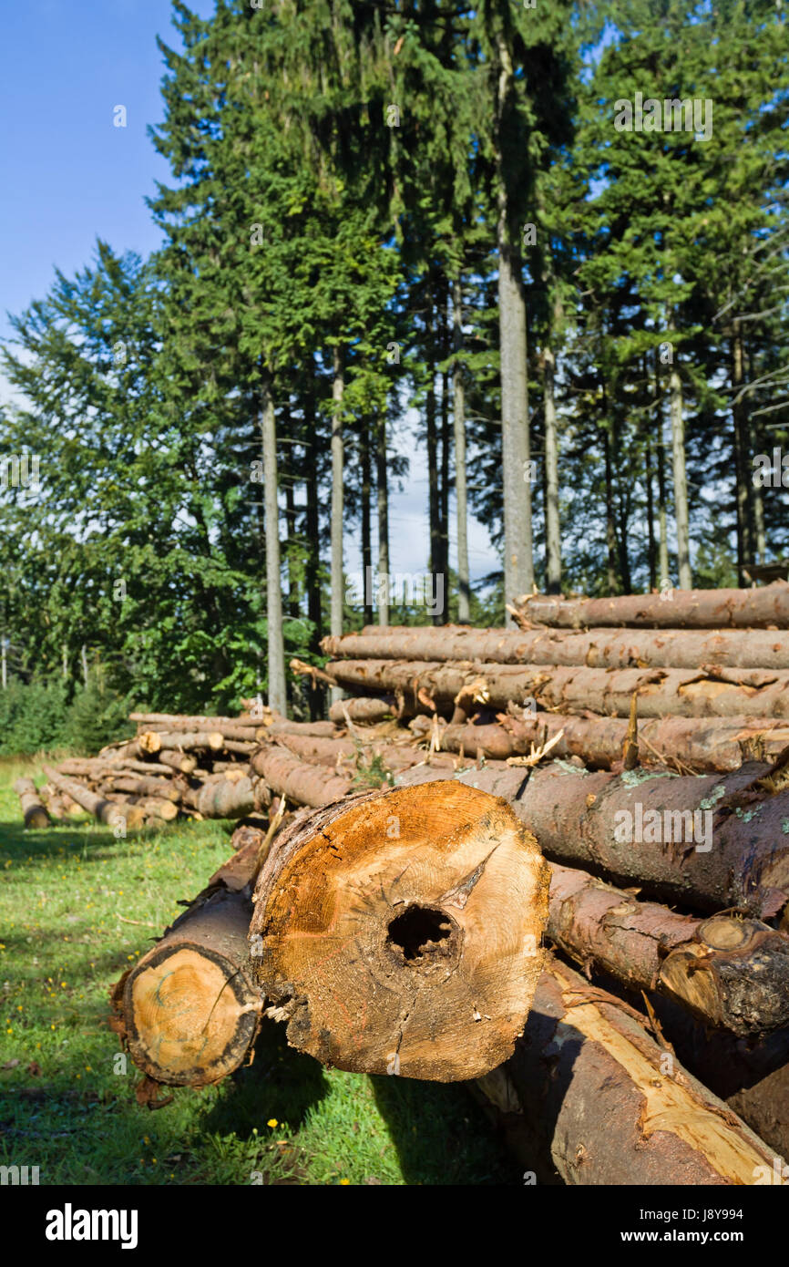 Baum, Forstwirtschaft, Industrie, Wald, Abholzung der Wälder abholzen, Wald, Umwelt, Stockfoto