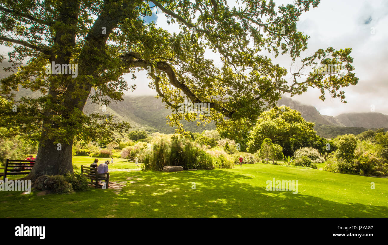 30. Januar 2014: eine Tour in den schönsten botanischen Garten von Kirstenbosch - Kapstadt Stockfoto